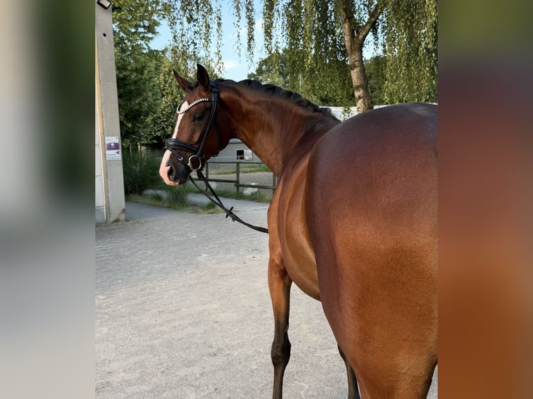 Hanovrien Jument 4 Ans 167 cm Bai in Bünde