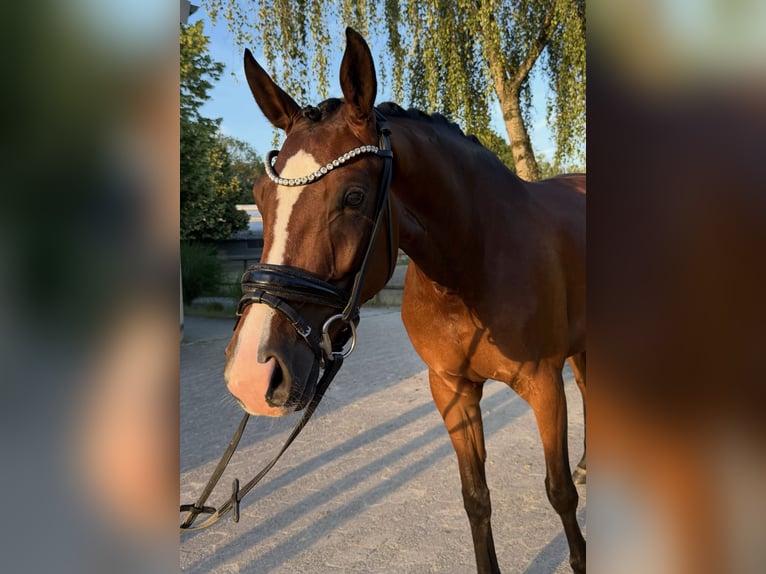 Hanovrien Jument 4 Ans 167 cm Bai in Bünde