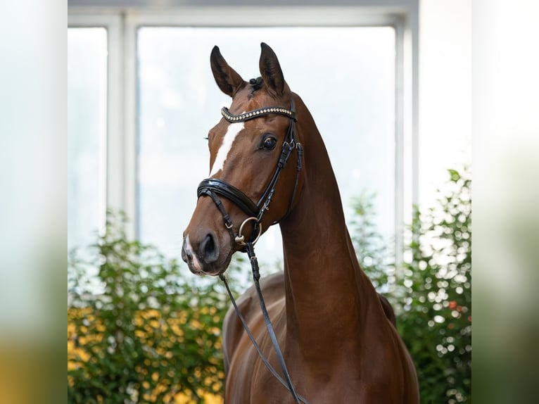 Hanovrien Jument 4 Ans 167 cm Bai in Verden