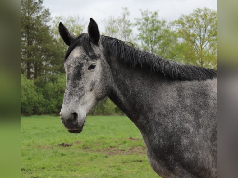 Hanovrien Jument 4 Ans 167 cm Gris in Handeloh