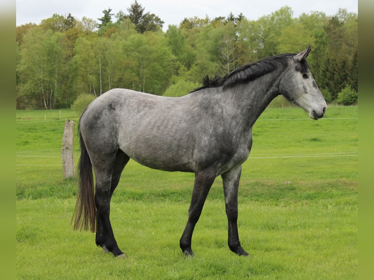 Hanovrien Jument 4 Ans 167 cm Gris in Handeloh