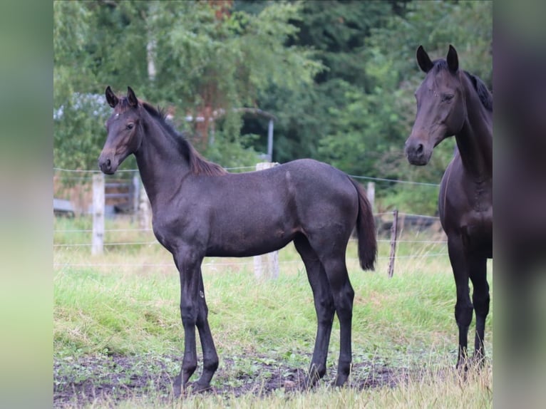 Hanovrien Jument 4 Ans 167 cm Gris in Handeloh