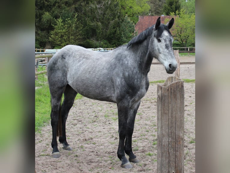 Hanovrien Jument 4 Ans 167 cm Gris in Handeloh