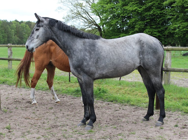 Hanovrien Jument 4 Ans 167 cm Gris in Handeloh