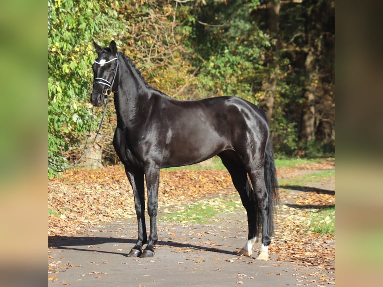 Hanovrien Jument 4 Ans 167 cm Noir in Deinstedt