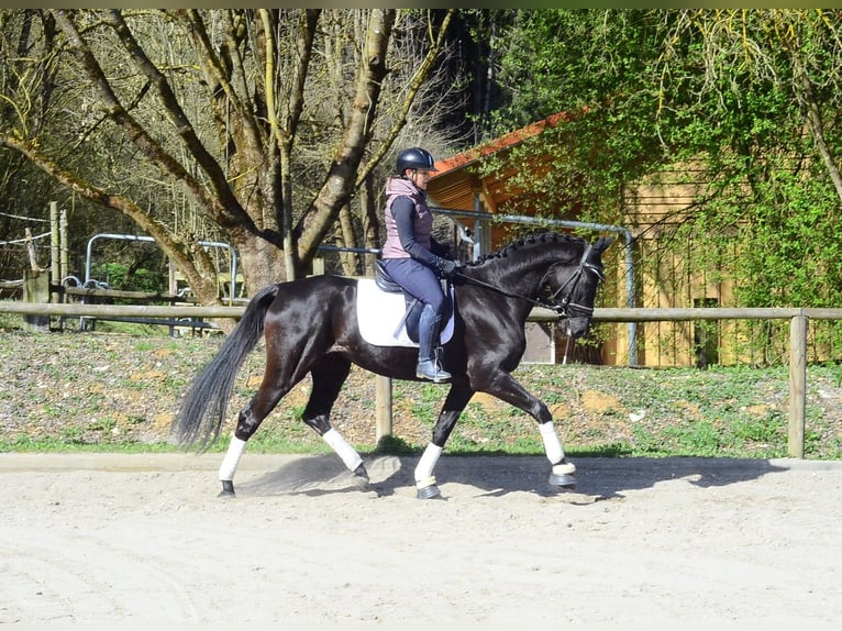 Hanovrien Jument 4 Ans 167 cm Noir in Wellheim