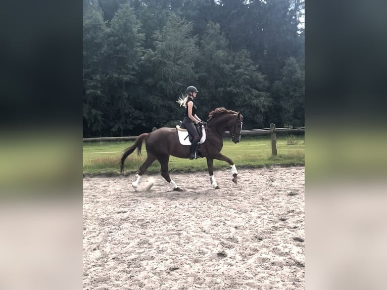 Hanovrien Jument 4 Ans 168 cm Alezan brûlé in Kirchlinteln