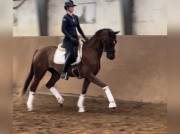 Hanovrien Jument 4 Ans 168 cm Alezan brûlé in Achim