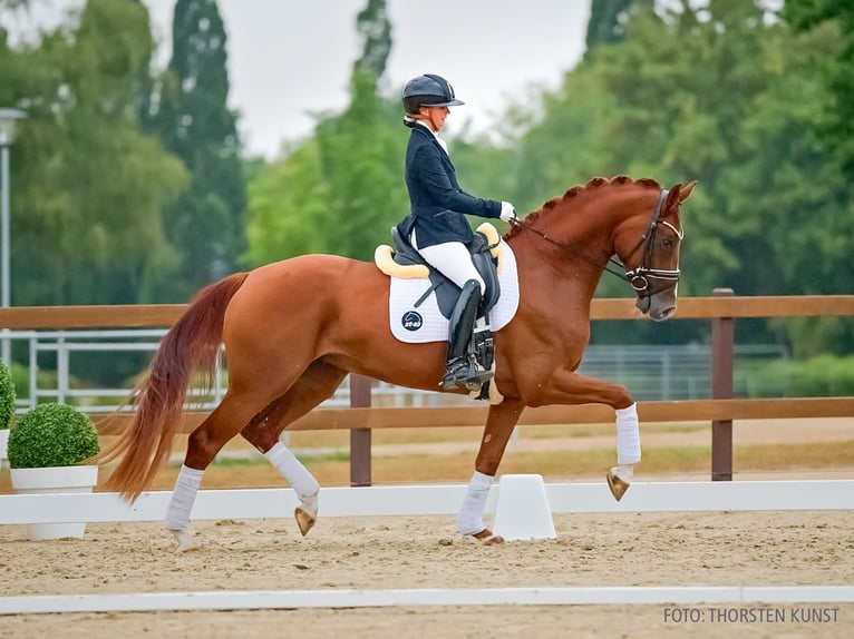 Hanovrien Jument 4 Ans 168 cm Alezan brûlé in Verden