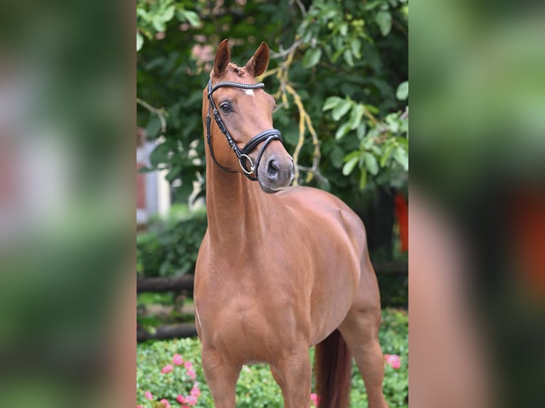 Hanovrien Jument 4 Ans 168 cm Alezan in Bad Bevensen