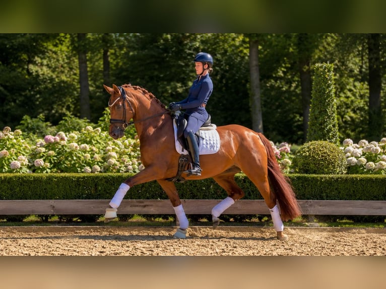 Hanovrien Jument 4 Ans 168 cm Alezan in Bohmte