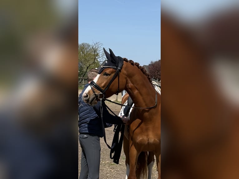 Hanovrien Jument 4 Ans 168 cm Alezan in Lienen