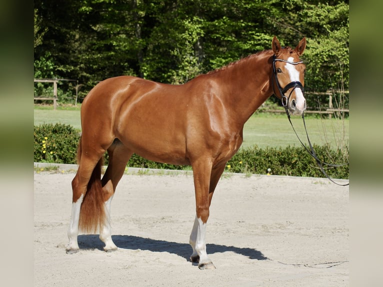 Hanovrien Jument 4 Ans 168 cm Alezan in Lienen