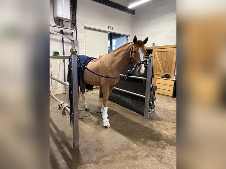 Hanovrien Jument 4 Ans 168 cm Alezan in Lienen