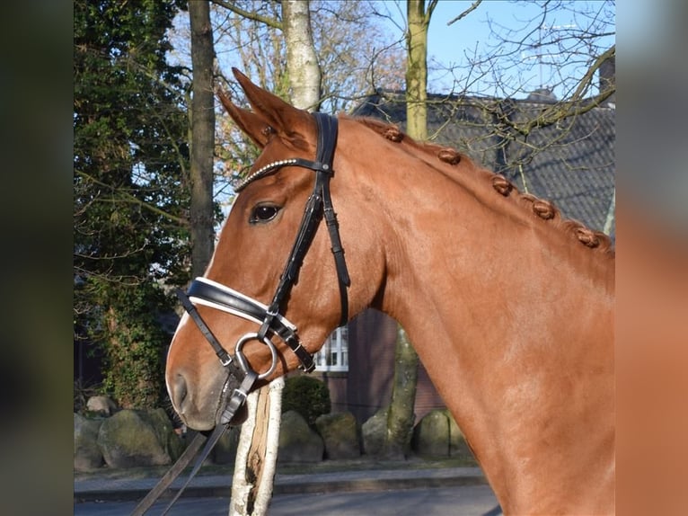 Hanovrien Jument 4 Ans 168 cm Alezan in Fredenbeck