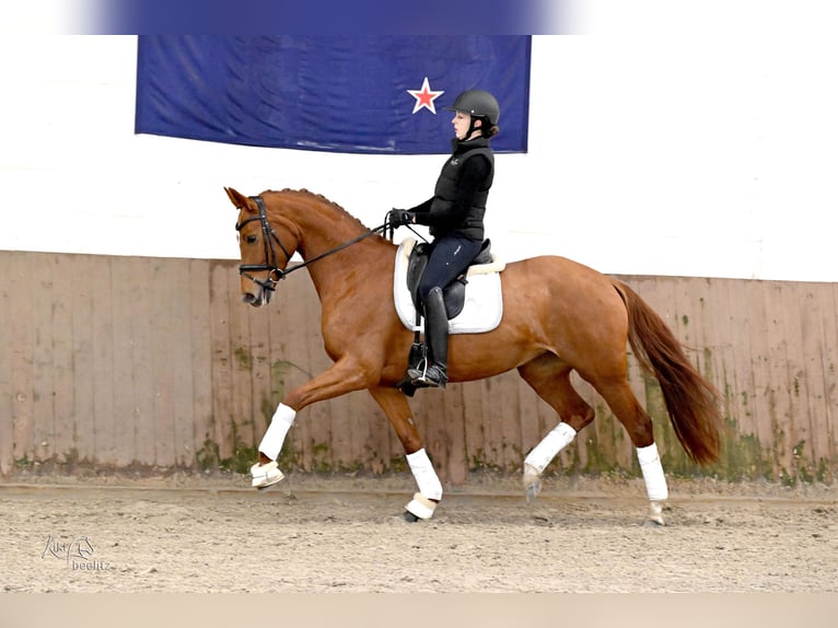 Hanovrien Jument 4 Ans 168 cm Alezan in Kutenholz