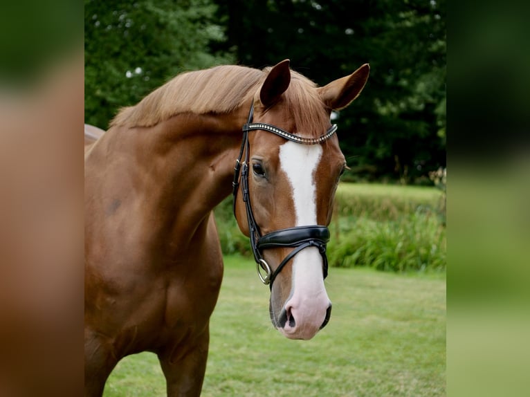 Hanovrien Jument 4 Ans 168 cm Alezan in Duisburg