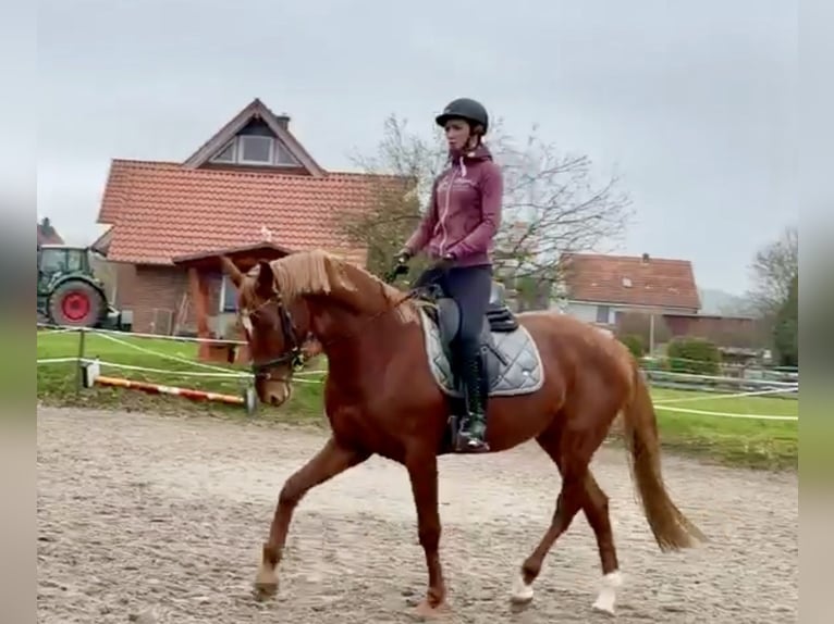 Hanovrien Jument 4 Ans 168 cm Alezan in Dransfeld