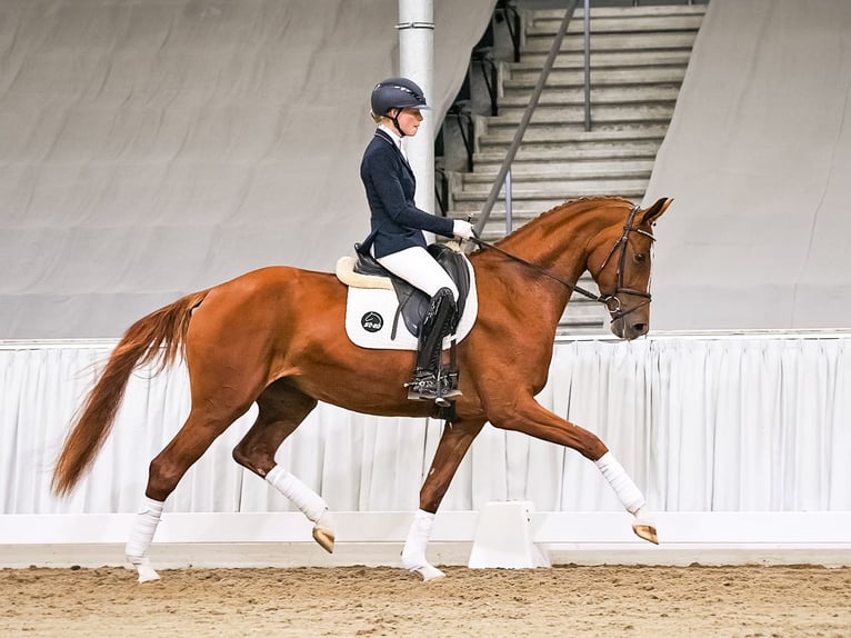 Hanovrien Jument 4 Ans 168 cm Alezan in Verden