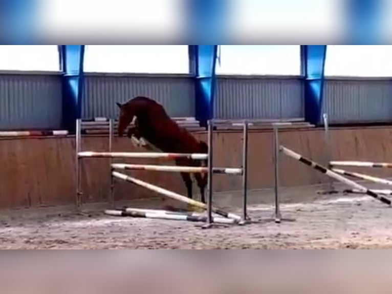 Hanovrien Jument 4 Ans 168 cm Alezan in Uetze