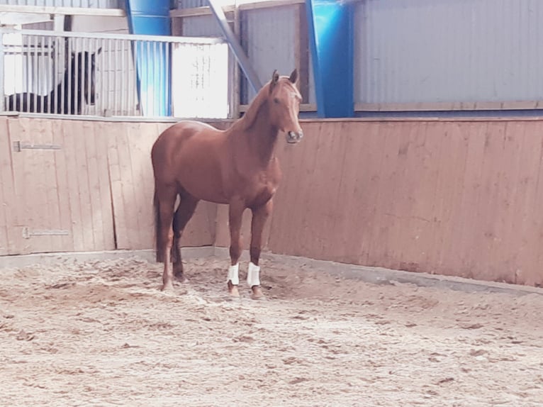 Hanovrien Jument 4 Ans 168 cm Alezan in Uetze
