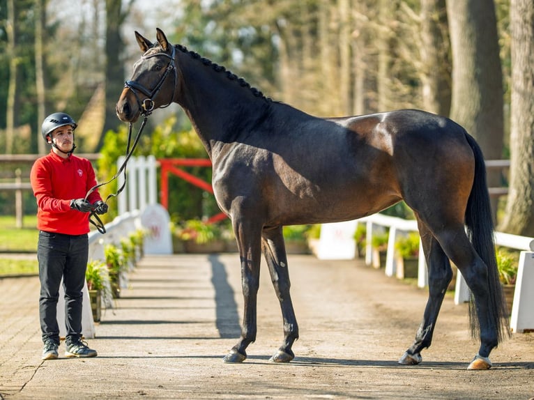 Hanovrien Jument 4 Ans 168 cm Bai brun in Münster-Handorf