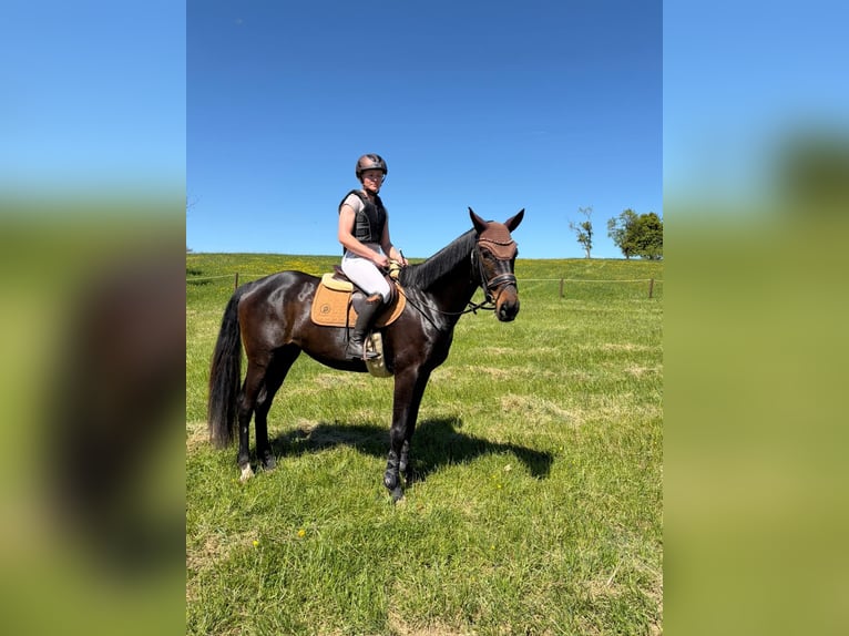 Hanovrien Jument 4 Ans 168 cm Bai brun foncé in Wadern
