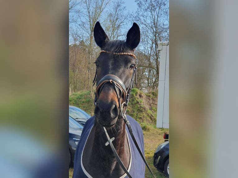 Hanovrien Jument 4 Ans 168 cm Bai brun foncé in Wadern