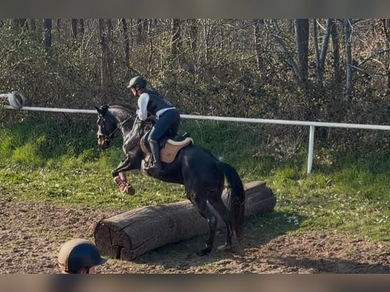 Hanovrien Jument 4 Ans 168 cm Bai brun foncé in Wadern