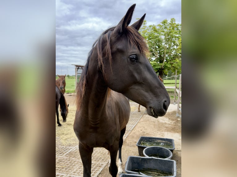 Hanovrien Jument 4 Ans 168 cm Bai brun foncé in Büren