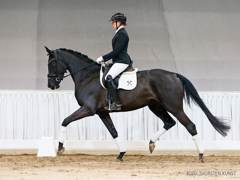 Hanovrien Jument 4 Ans 168 cm Bai brun foncé in Verden