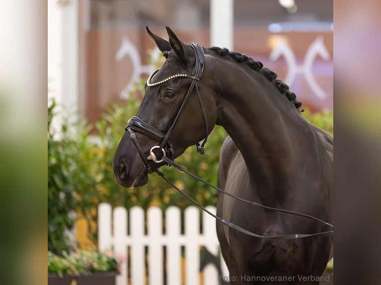 Hanovrien Jument 4 Ans 168 cm Bai brun foncé in Verden