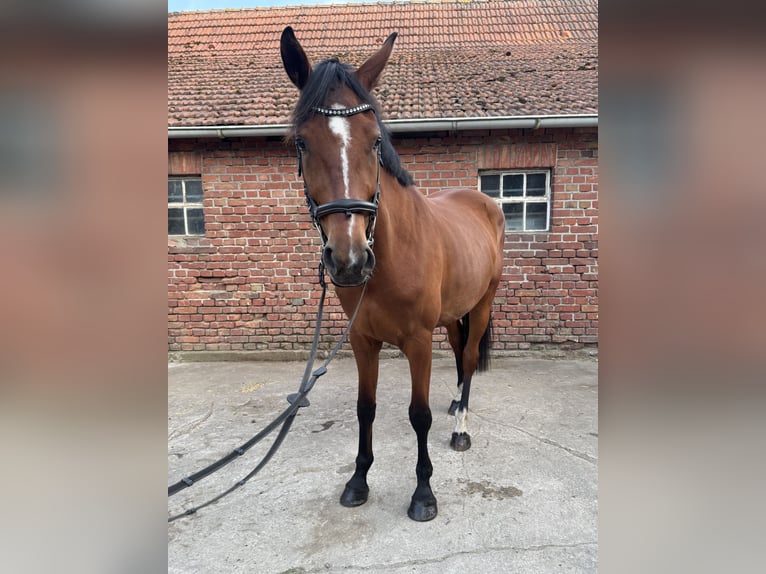 Hanovrien Jument 4 Ans 168 cm Bai in Dorsten