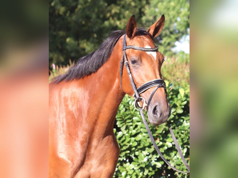 Hanovrien Jument 4 Ans 168 cm Bai in Selsingen