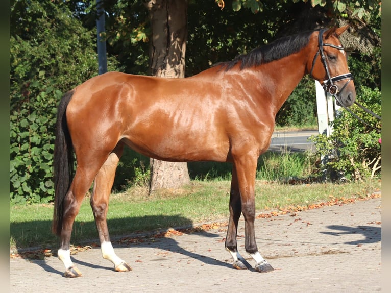 Hanovrien Jument 4 Ans 168 cm Bai in Selsingen