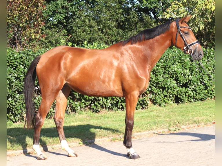 Hanovrien Jument 4 Ans 168 cm Bai in Selsingen