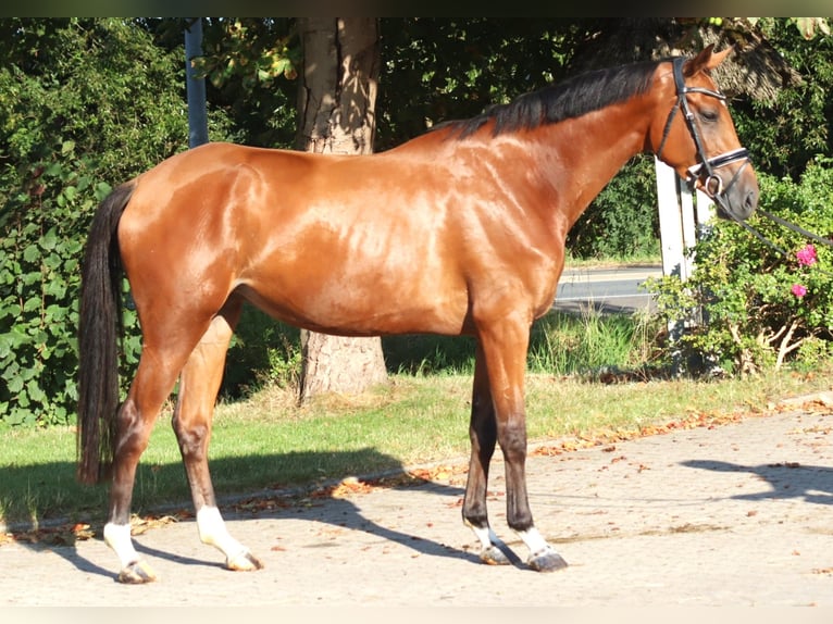 Hanovrien Jument 4 Ans 168 cm Bai in Selsingen