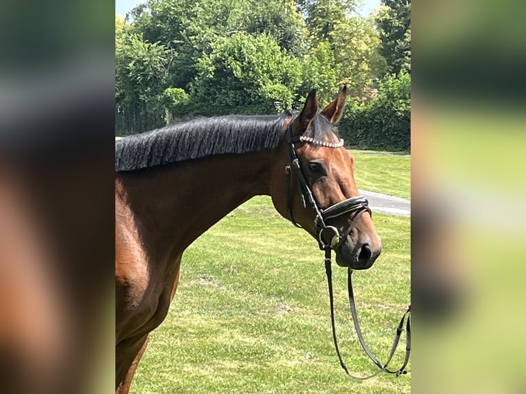 Hanovrien Jument 4 Ans 168 cm Bai in Hamm