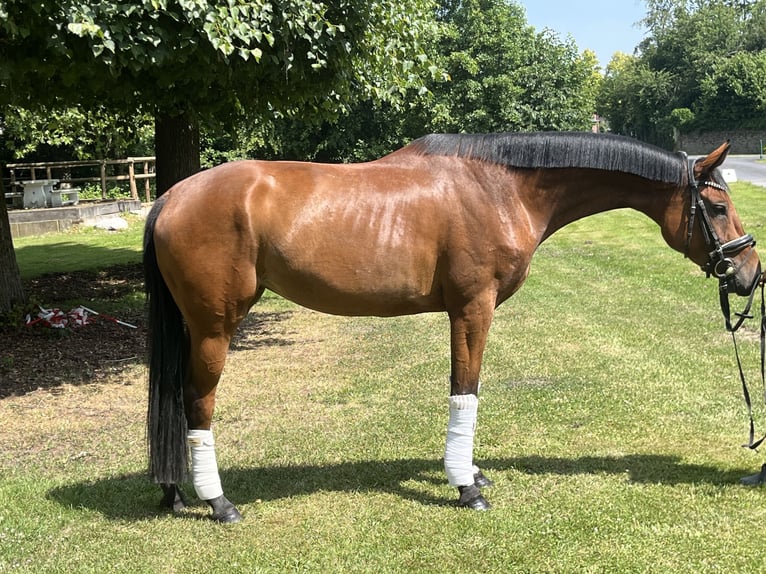Hanovrien Jument 4 Ans 168 cm Bai in Hamm