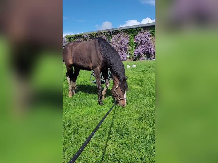 Hanovrien Jument 4 Ans 168 cm Bai in Kaarst