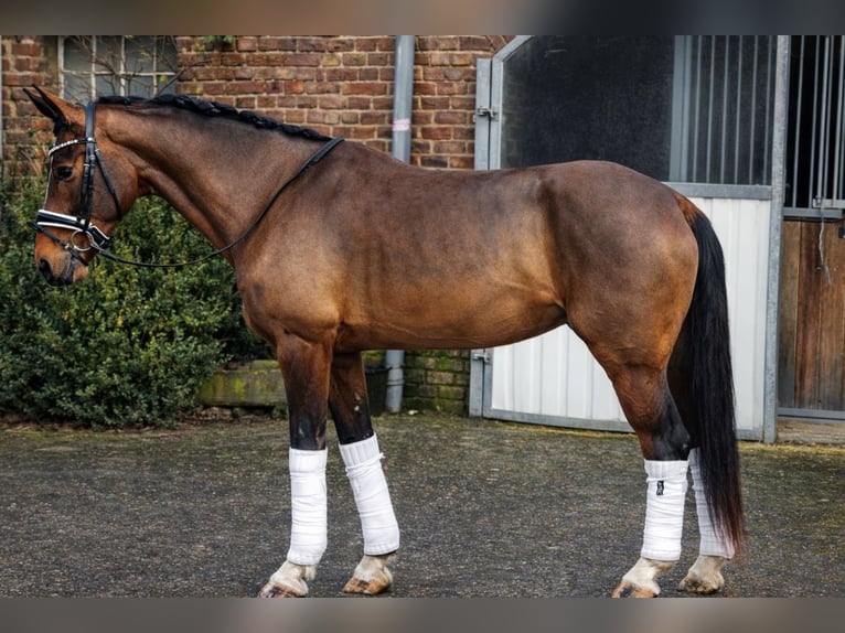 Hanovrien Jument 4 Ans 168 cm Bai in Neuss