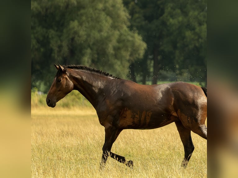 Hanovrien Jument 4 Ans 168 cm Bai in Ostercappeln