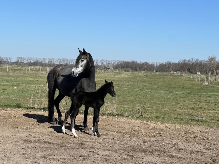 Hanovrien Jument 4 Ans 168 cm Gris in Brandenburg an der Havel