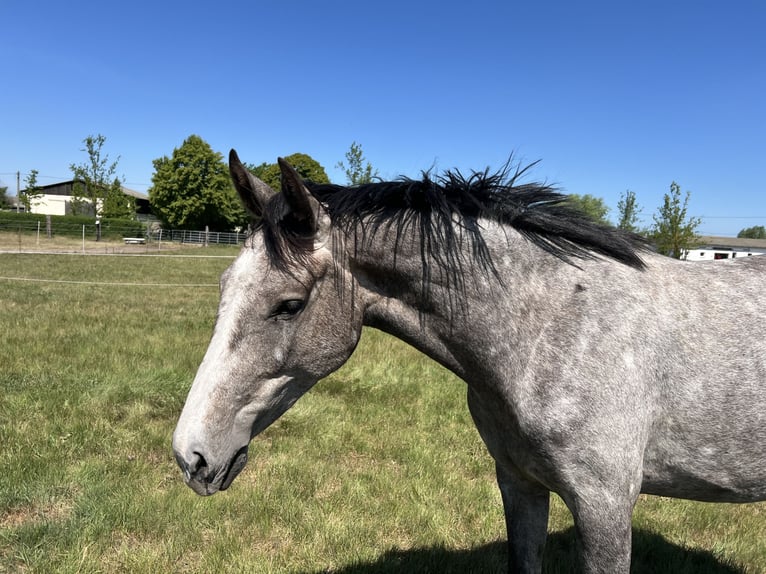 Hanovrien Jument 4 Ans 168 cm Gris in Brandenburg an der Havel