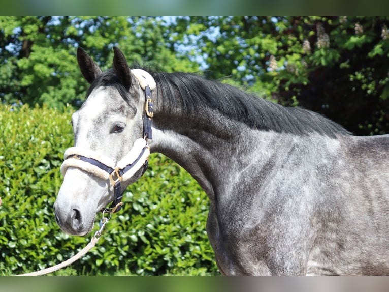 Hanovrien Jument 4 Ans 168 cm Gris in Selsingen