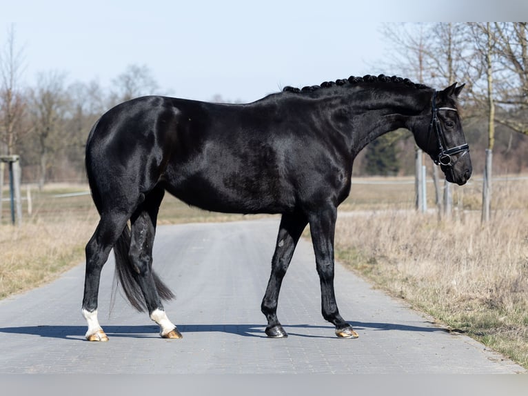 Hanovrien Jument 4 Ans 168 cm Noir in L&#xF6;wenberger Land