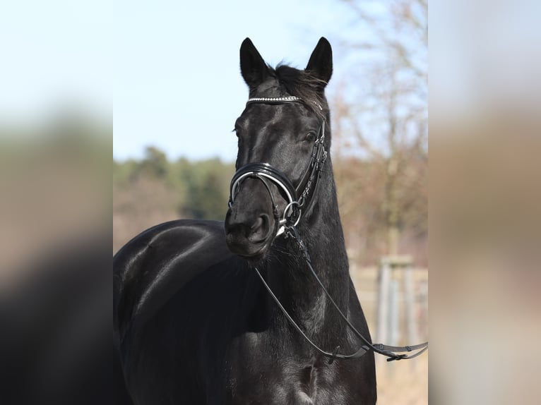 Hanovrien Jument 4 Ans 168 cm Noir in L&#xF6;wenberger Land
