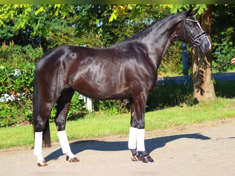 Hanovrien Jument 4 Ans 168 cm Noir in Selsingen