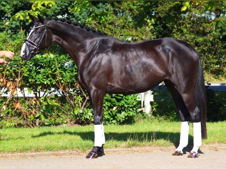 Hanovrien Jument 4 Ans 168 cm Noir in Selsingen