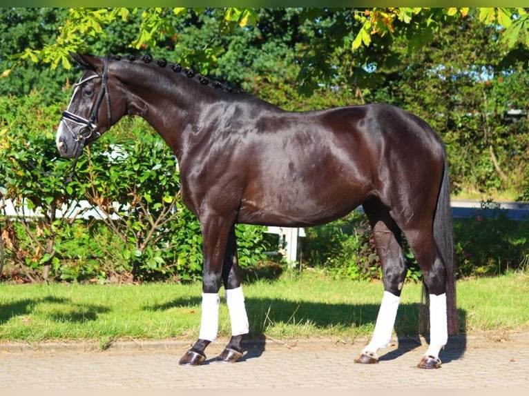 Hanovrien Jument 4 Ans 168 cm Noir in Selsingen